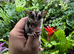 2 Male Sugar Gliders 12 Weeks Old
