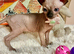 Sphynx kittens