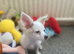 Adorable Tiny Malchi Female Puppy Available Sept