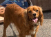 7 cavalier King Charles puppy’s