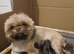 LAST BOY KC BLUE DOBBIE/FAWN IMPERIAL PUPPY