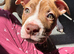 Girl staffy puppy