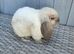 Friendly baby female mini lop