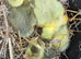 Goslings