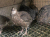 Quails males/females