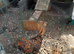 Polish Bantam Gold Lace
