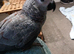 Hand reared silly tame african grey