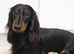5 year old long hair miniature dachshund girl
