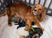 Beautiful F1 Cavapoo Puppies Health Tested Parents