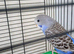 2 baby Budgie for sale