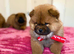 Amazing puppies
