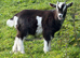 Two beautiful Swiss marked dwarf dairy billy kids