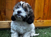 Cute & Cuddly Shorkie Puppies Available
