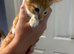 4 gorgeous kittens