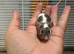 Super friendly male fancy mouse with complete set up