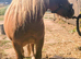 Miniature Shetland stallion