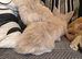Baby rabbits