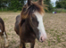Chocolate dun yearling