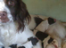 Beautiful English springer spaniels