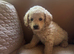 F1B Cavapoos health tested