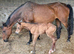 Brood mare.