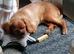 Cavalier king charles puppy