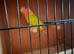 Love bird
