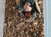 Tarantulas collection for sale