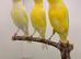 x3 hens canary’s available