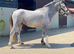 Section a colt