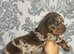 For sale two little dashund puppy's