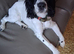 Black and white Spaniel