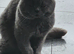4 bsh colour point kittens