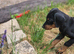 KC reg Dobermann puppy (READY)