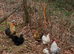 Pekin bantam hens or chicks
