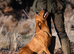 Fox Red Labrador Stud dog