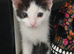 3 kittens available for a loving home