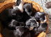 We are thrilled to announce a beautiful, healthy litter of 9 puppies born from a wonderful, loving match. These little ones are the perfect blend of t