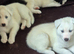 Siberian husky puppies