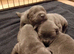 kc blue Staffordshire Bull Terrier