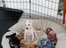 Italian Greyhound Puppies
