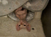 Sphynx kitten