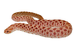 Male Extreme Red Albino Western Hognose Snake