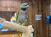 Derbyan parrot
