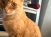 Ginger neutered male age 2