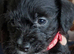 Jackpoo puppy
