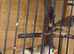 Zebra finches females