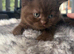 Stunning rare colours pure BHS kittens