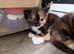 Kittens for sale