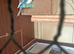 Lovely bonded pair &pound;80 in Dagenham